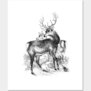 Deer Vintage Illustration Posters and Art
